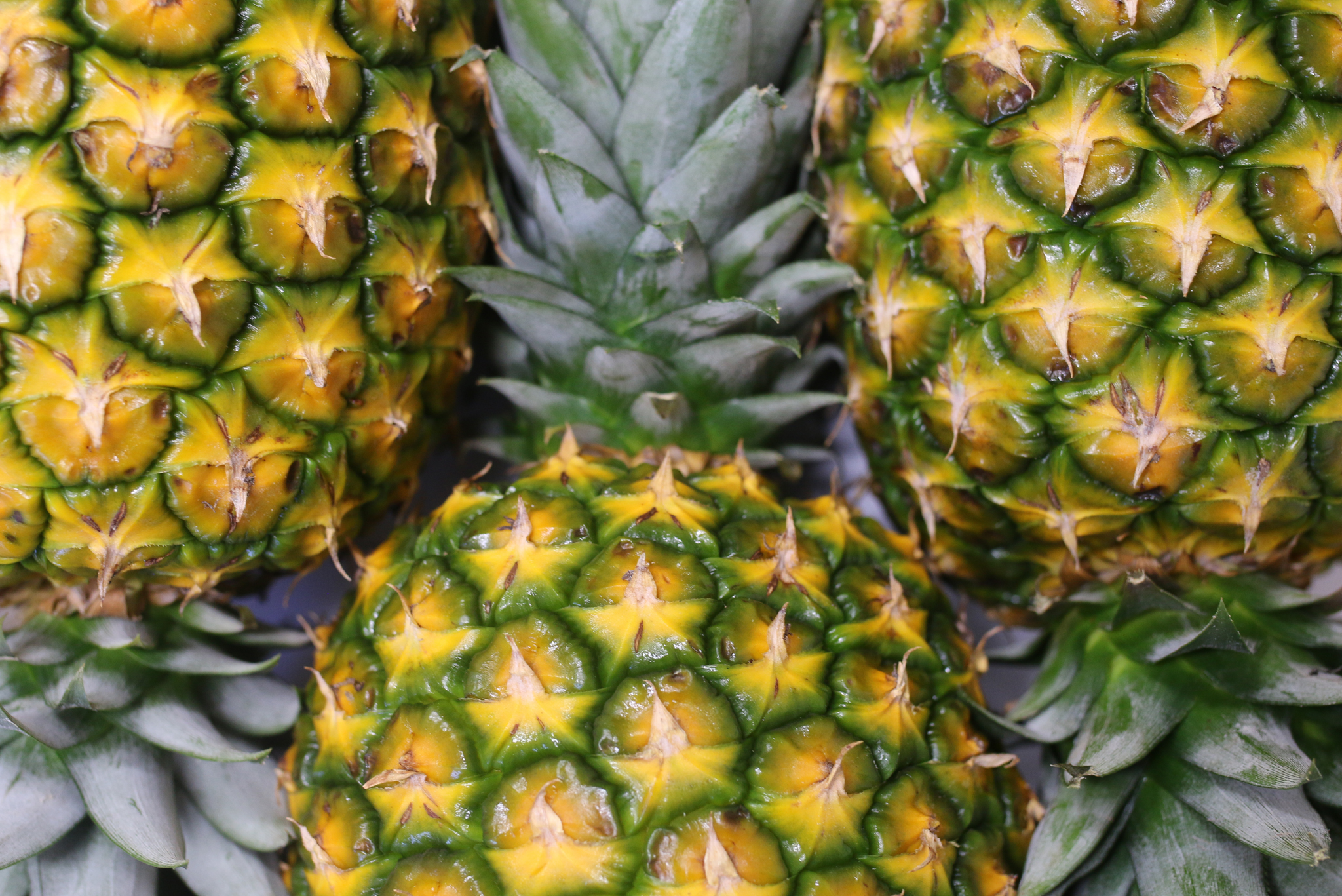Distributor of Fresh Pineapples