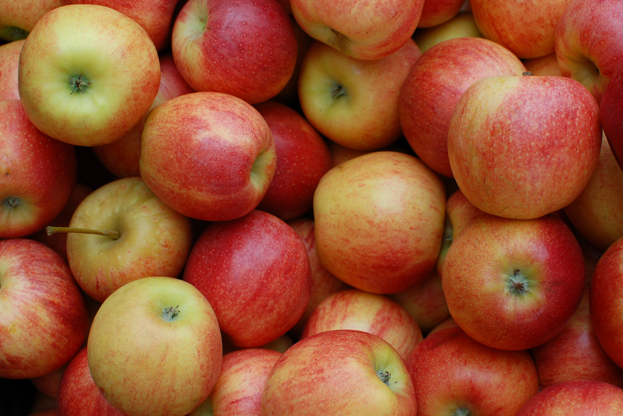 Product Distributors of fresh Apples