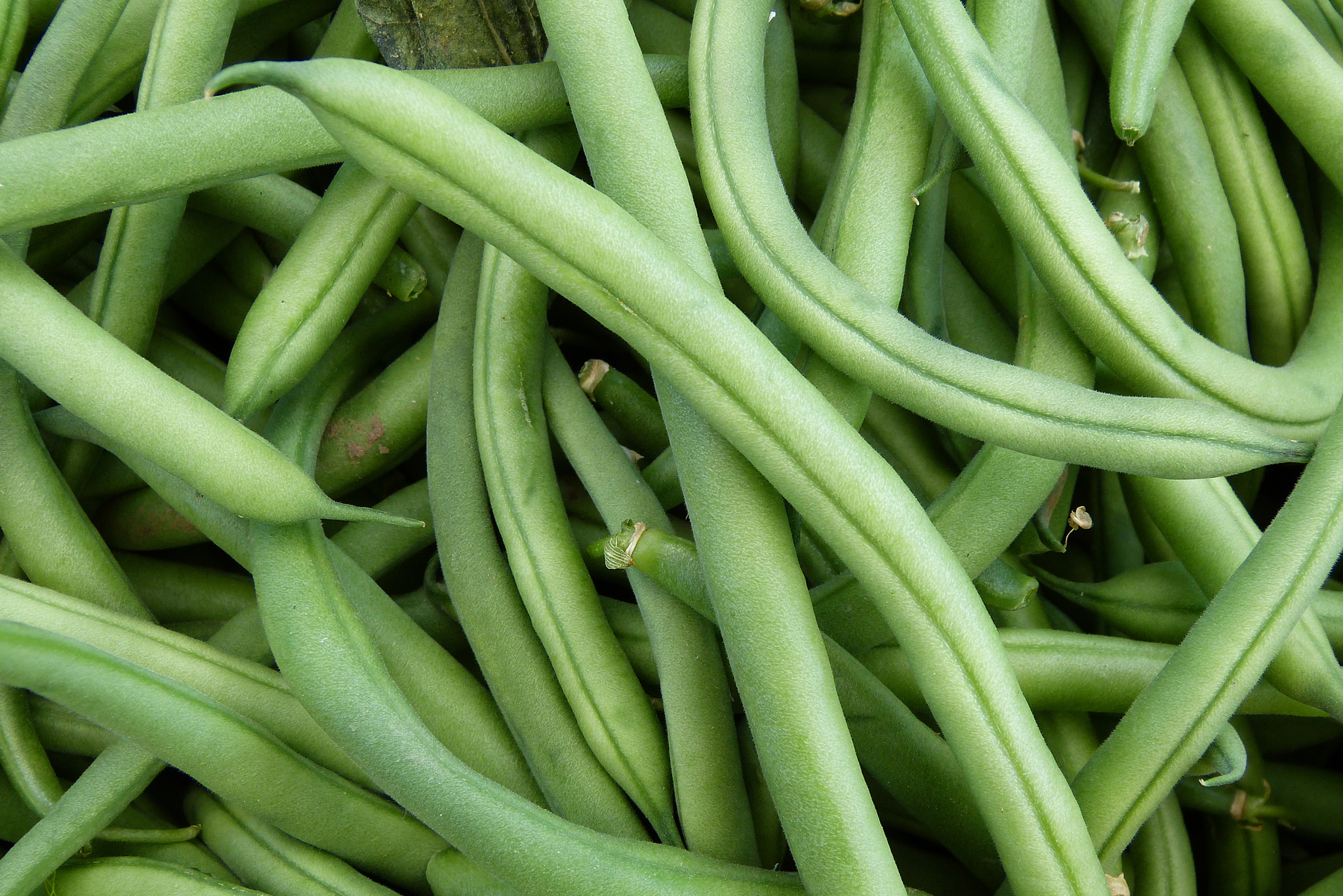 Green Beans Distributors